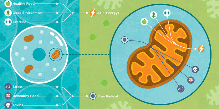 MITOCHONDRIAL DYSFUNCTION AND DOWN SYNDROME