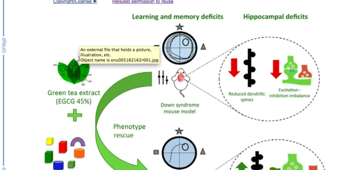 EGCG + NEURODEVELOPMENT FOR T21